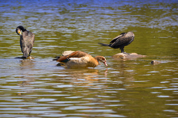 Kormoran und Nilgans am Fluss