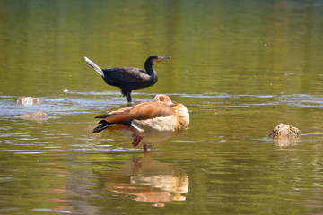 Kormoran und Nilgans am Fluss