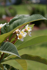 Obraz premium frangipani 