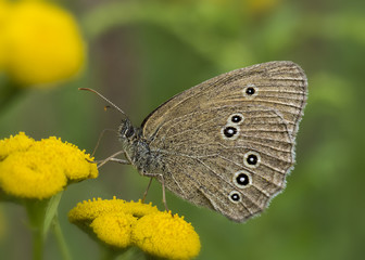 Motyl © arek0michalak