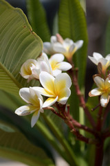 frangipani 