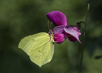 Motyl © arek0michalak