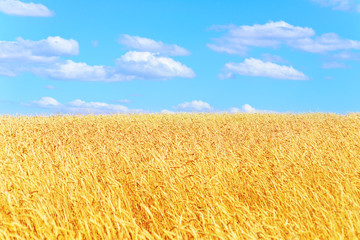 golden wheat field