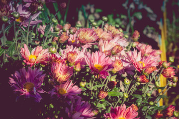 Pink Daisies in the Garden