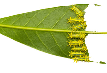 Group of hairy caterpillar is going to eat fresh and green mango leave