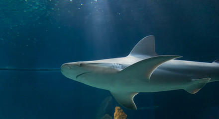 Dangerous Shark Underwater Cuba Caribbean Sea
