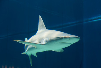 Dangerous Shark Underwater Cuba Caribbean Sea
