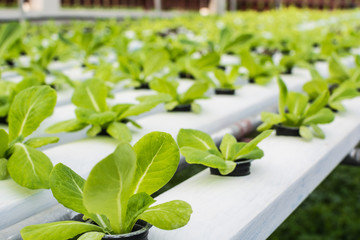 Hydroponics method of green cos.