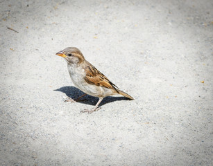 Young sparrow waiting for food.