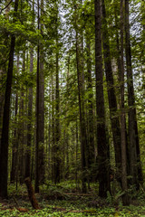 Obraz premium Redwoods