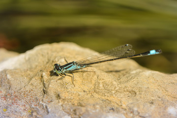Kleinlibelle am Gewässer