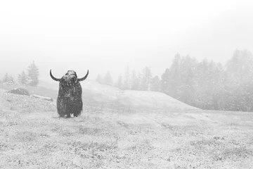 Fotobehang bison in captivity in the forest under snow © fran_kie