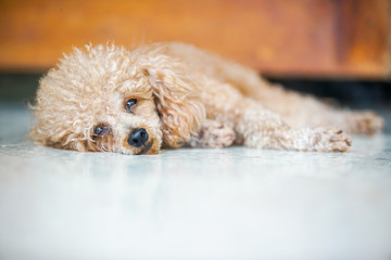 poodle dog lay on the marble floor