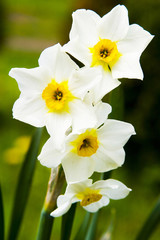 Obraz premium Spring daffodils