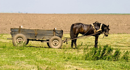 Obraz premium Horse and cart