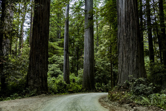 Howland Hill Rd. Trinity County CA.