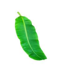 Obraz premium Fresh Banana Leaf Isolated On White