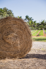 Rolls of haystack on the field. A sunny scenery with haystack in USA. Agriculture concept. Summer, rural landscape.