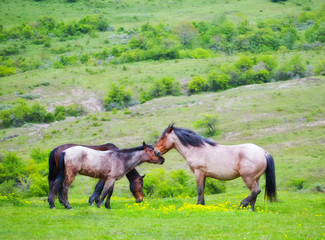 Horses family