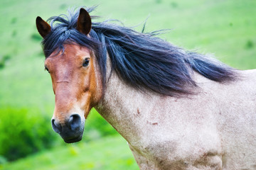 Horse