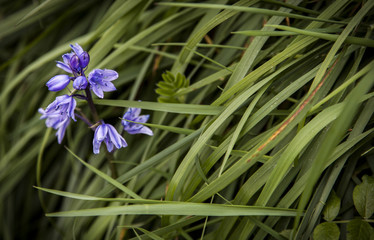 purple bells flowers