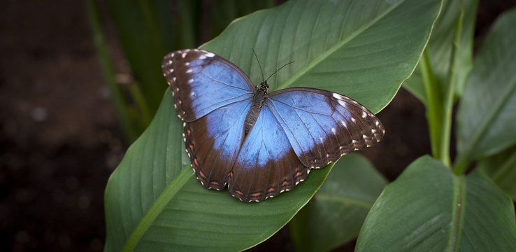 big blue butterfly