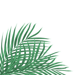 Green leaves of palm tree isolated on white background