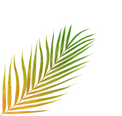 Green leaves of palm tree isolated on white background