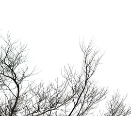 Fototapeta na wymiar tree and branches silhouette. isolate on white