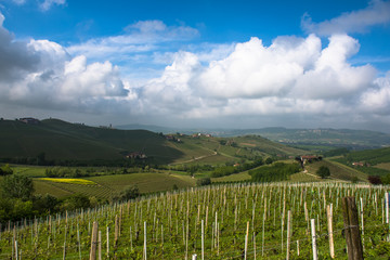 Fototapeta na wymiar Vineyards of Langhe, Piedmont, UNESCO world heritage