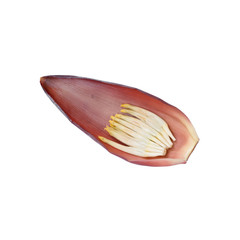 Banana Blossoms on Leaf Isolated on White