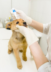 veterinarian dripping drops to the puppy eye in clinic
