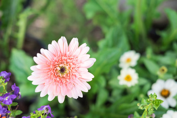 Obraz premium Pink chrysanthemum in the garden