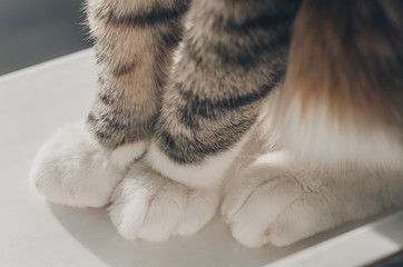 die weichen Katzenpfoten