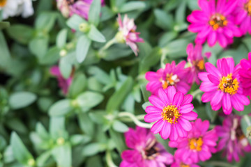 Perspective of pink flower, can use as background or wallpaper