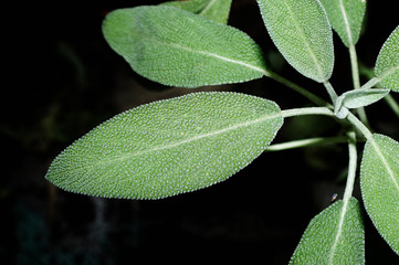 Salvia (sage, also called garden sage, or common sage)
