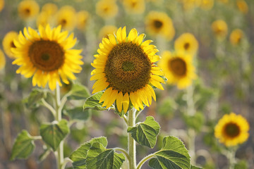 Sunflowers