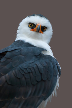 Retrato de un Águila Viuda (Spizaetus menaloneucus), composicion vertical. Bosque subtropical.