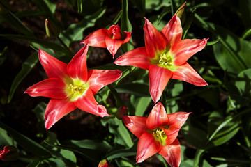 Red tulips like a star (Tulipa linifolia) close-up