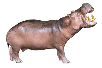 hippopotamus isolated on white background - obrazy, fototapety, plakaty