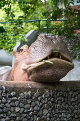 hippopotamus show mouth