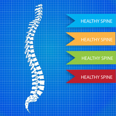 medic spine human on the blueprint
