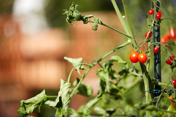 Self grown tomatoes on a tomato plant in the garden
