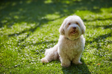White havanese dog sitting in the green grass in the garden - 119917341