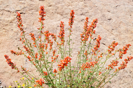 Detail of globemallow in the wilds, Utah