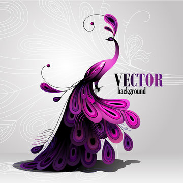 Vector background. Peacock