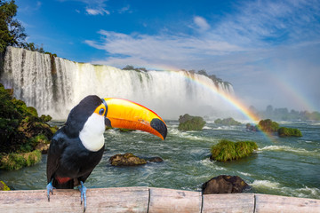Fototapeta premium Toucan at the majestic cataratas Iguasu Falls