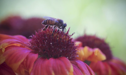 A Honey Bee on a Blanket Flower