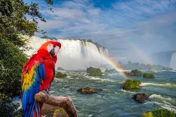 Zelfklevend Fotobehang The macaw parrot at the Cataratas of Iguacu © vbjunior