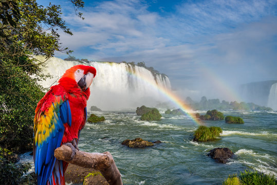 Fototapeta The macaw parrot at the Cataratas of Iguacu